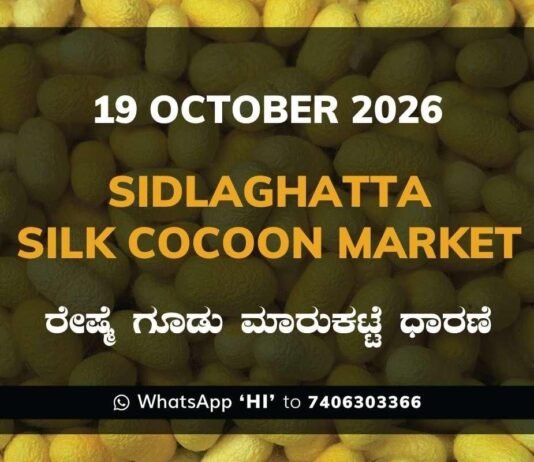 Sidlaghatta Silk Cocoon Market Rate 19 October 2026