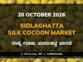Sidlaghatta Silk Cocoon Market Rate 20 October 2026