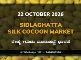 Sidlaghatta Silk Cocoon Market Rate 22 October 2026