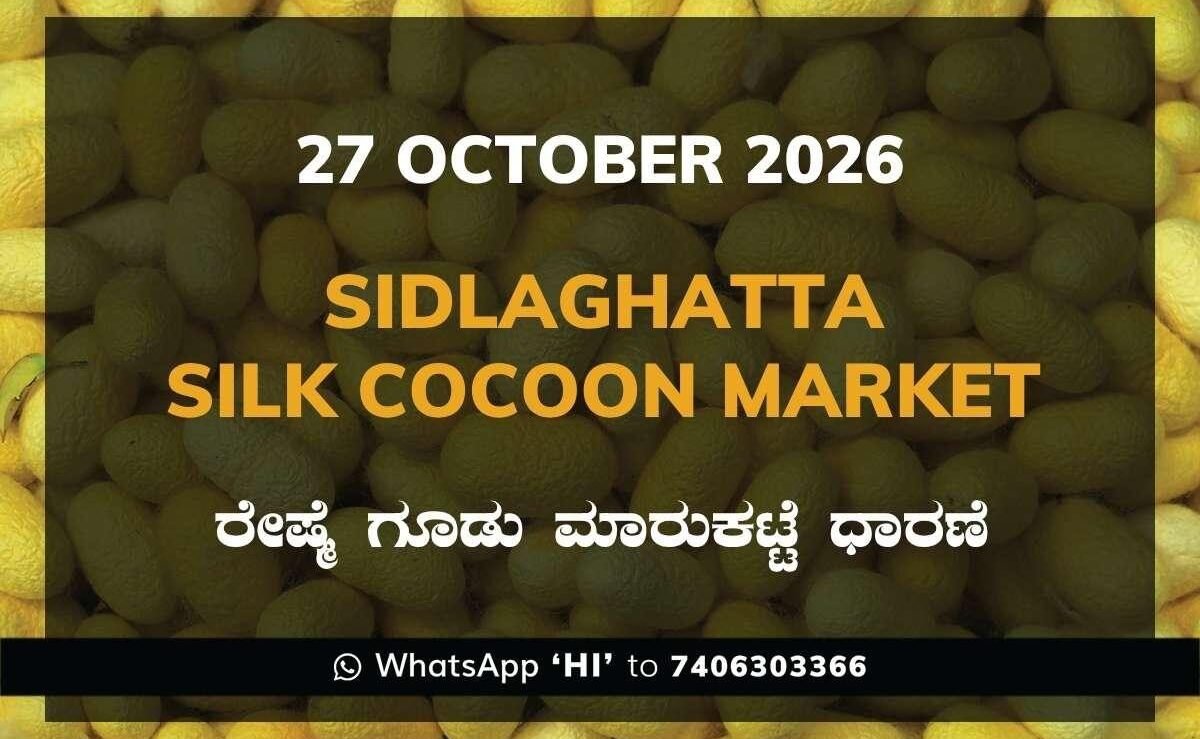 Sidlaghatta Silk Cocoon Market-27/10/2026