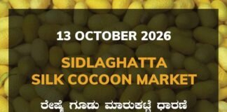Sidlaghatta Silk Cocoon Market Rate 13 October 2026