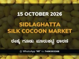 Sidlaghatta Silk Cocoon Market Rate 15 October 2026