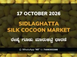 Sidlaghatta Silk Cocoon Market Rate 17 October 2026