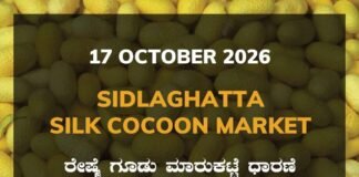Sidlaghatta Silk Cocoon Market Rate 17 October 2026