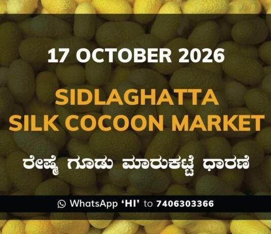 Sidlaghatta Silk Cocoon Market Rate 17 October 2026