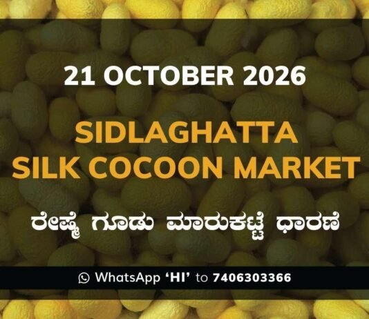 Sidlaghatta Silk Cocoon Market Rate 21 October 2026