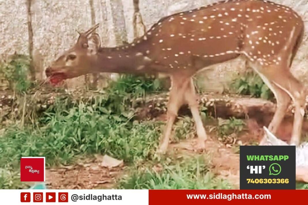 Sidlaghatta stray deer rescued by local youths and handed to Forest Department
