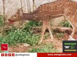 Sidlaghatta stray deer rescued by local youths and handed to Forest Department