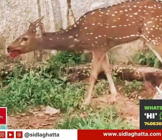 Sidlaghatta stray deer rescued by local youths and handed to Forest Department