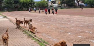 ಬೀದಿನಾಯಿಗಳ ಹಾವಳಿ: ವಾಯುವಿಹಾರಕ್ಕೆ ಬರುವವರು, ಮಕ್ಕಳು, ಹಿರಿಯರಲ್ಲಿ ಆತಂಕ